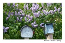 Mailbox Lilacs #3295