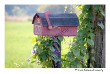 Mailbox Morning Glories #3297