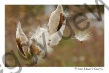 Milkweed Sandbanks #2188