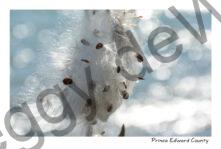 Milkweed Seeds #3932