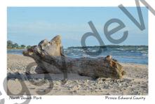 North Beach Park Log Huge #3302