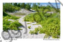 North Beach Path #4077