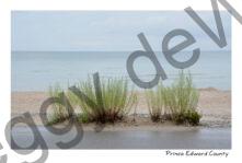 North Beach Shore Green Plants #4274