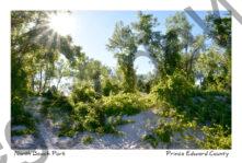 North Beach Sun #3761