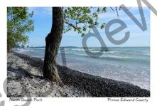 North Beach Tree #4076