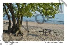 North Beach Tree Table Sal #3303