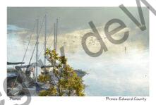 Picton Bay Misty Birds #3595