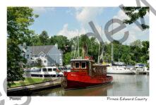 Picton Bay Rose Bud #3304