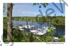 Picton Harbour Hill St Tree #3307