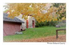 Picton Macaulay Buildings Fall #4279