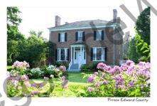 Picton Macaulay Pink Flowers #4543