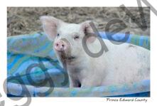 Pig In Pool #3766