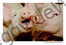 Pigs #1064
