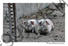 Pigs Two #3934