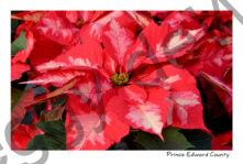 Poinsettia Closeup #4123