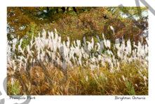 Presquile Grass Fall #4280