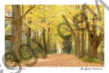 Presquile Lane Fall #4281