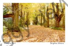 Presquile Lane Fall  Shadows  #4282