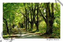 Presquile Lane Summer #4284