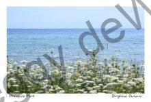 Presquile Queen Annes Lace #4286