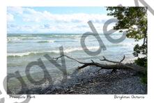 Presquile Shore Branch #4579