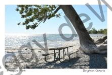 Presquile Shore Leaning Tree #4389