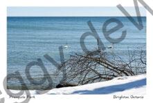 Presquile Swans Winter #4546