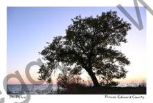 Pt Petre Tree Closeup #4583