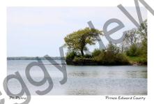 Pt Petre Tree Standing #4083