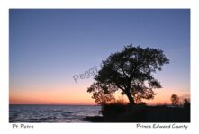 Pt Petre Tree Sunset #4584