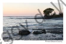Pt Petre Tree Sunset Rocks #4585