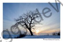 Pt Petre Tree Sunset Winter #4084