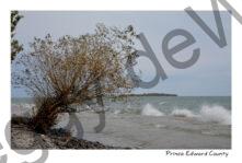 Pt Traverse Shore Tree #4086