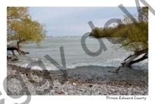 Pt Traverse Shore Willow Trees #4087