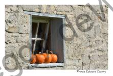 Pumpkins Window Cider Co #3324