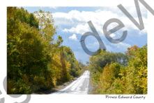 Road Cressy Fall #4088