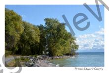 Road Cressy Willows #4089