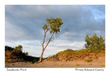 Sandbanks Amazing Sky Tree #4403