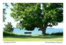 Sandbanks Bench Tree Summer #4551