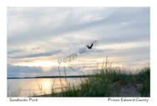 Sandbanks Bird Flying #3780