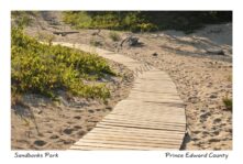 Sandbanks Boardwalk #3329