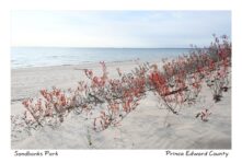 Sandbanks Bushes on Dune #4501