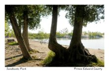 Sandbanks Dunes Beach Trees #2657