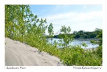 Sandbanks Dunes Bushes #4410