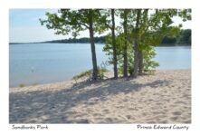 Sandbanks Dunes Four Trees #4396
