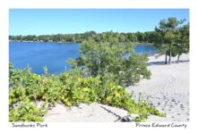 Sandbanks Dunes Greenery #4588