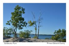 Sandbanks Dunes Old Tree #3605