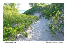 Sandbanks Dunes Path #4394
