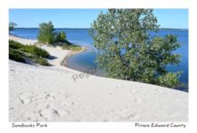 Sandbanks Dunes Shape #4589