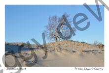 Sandbanks Dunes Tree #4093